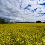 Quelle est la météo agricole la plus fiable ?