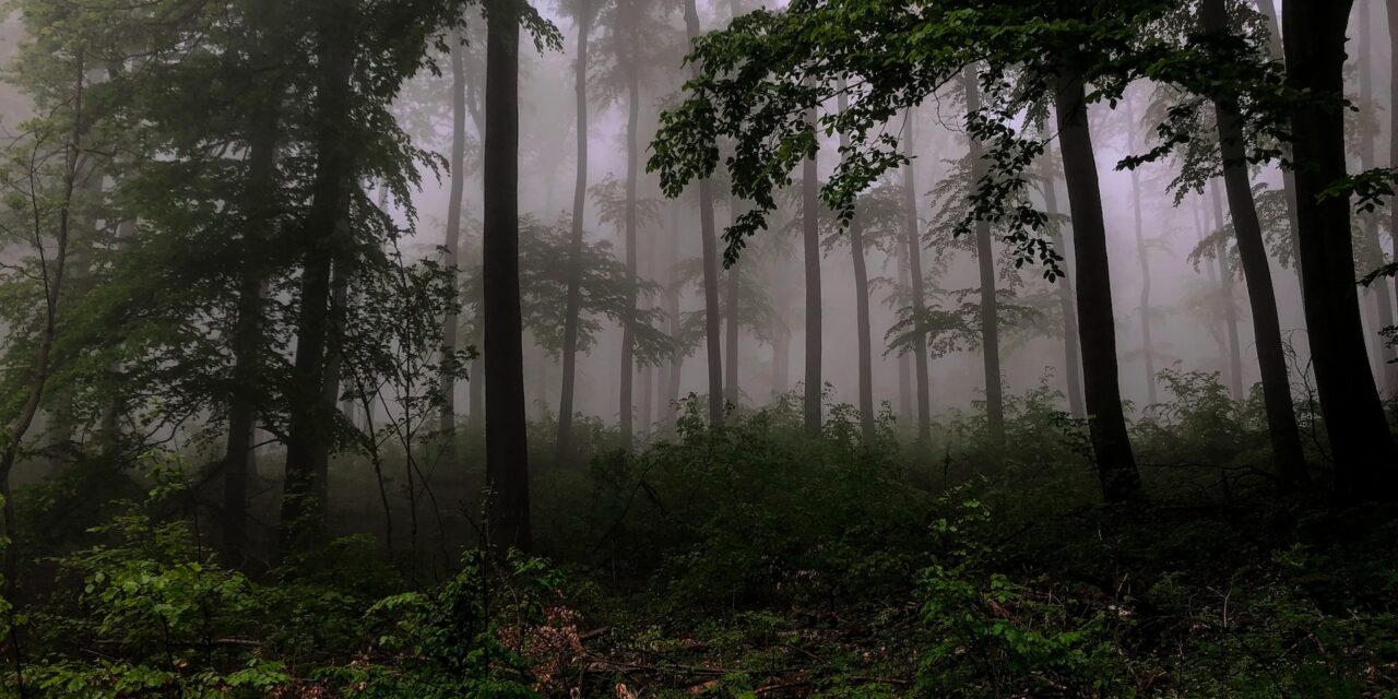 Qu’est-ce que la météo des forêts ?