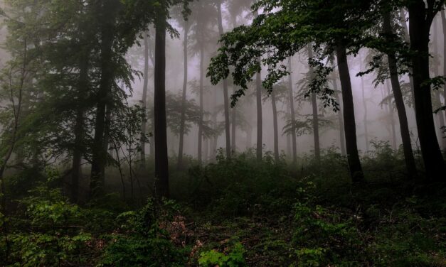 Qu’est-ce que la météo des forêts ?