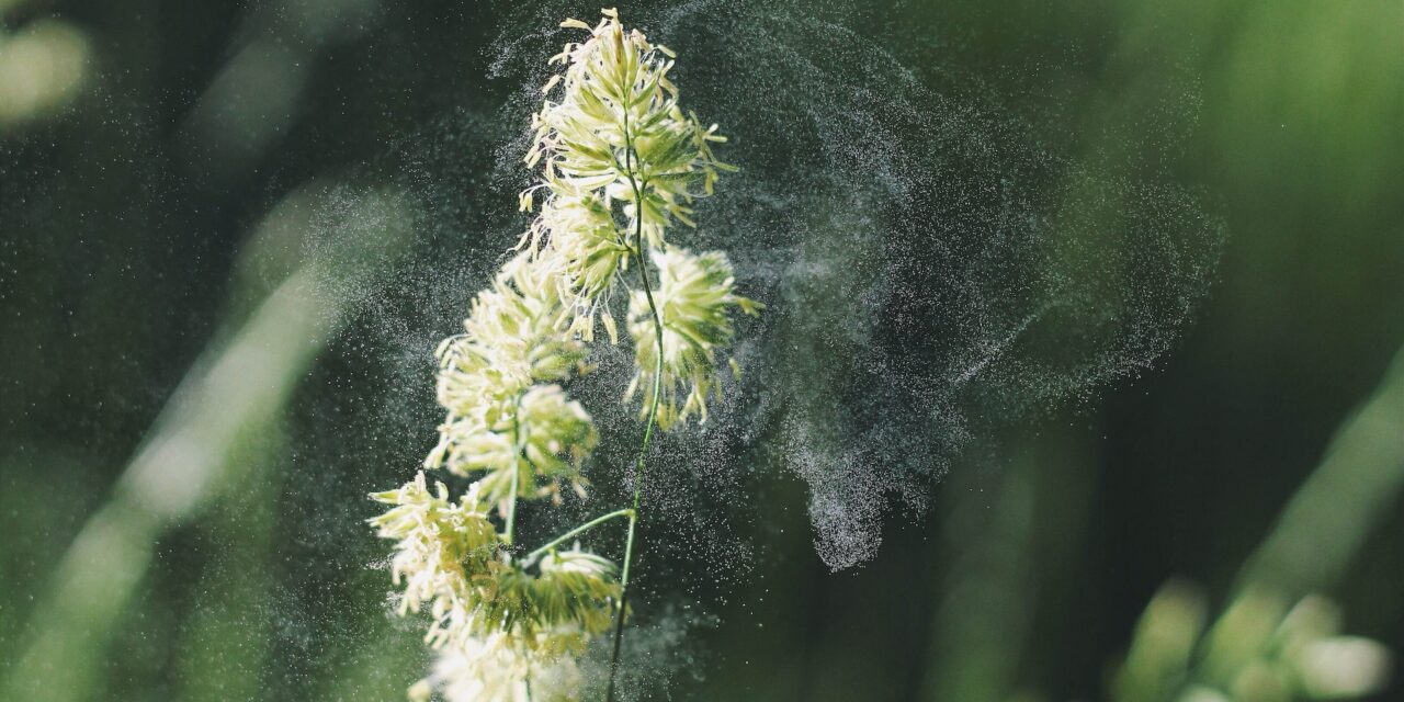 Quand s’arrête la période du pollen ?