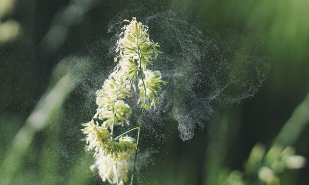Quand s’arrête la période du pollen ?