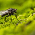 Pourquoi les mouches piquent par temps orageux ?