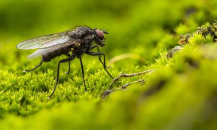 Pourquoi les mouches piquent par temps orageux ?
