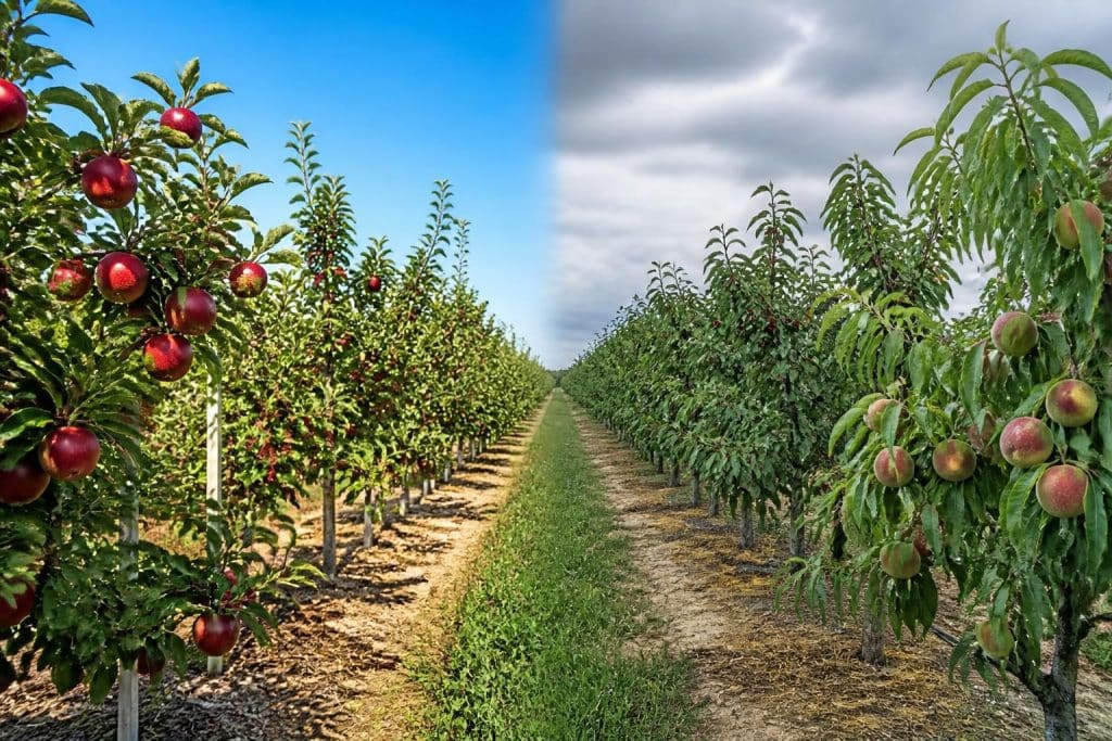 découvrez comment l'amplitude thermique influence la coloration des fruits en fonction des conditions météorologiques agricoles pour optimiser la qualité et l'apparence des récoltes.