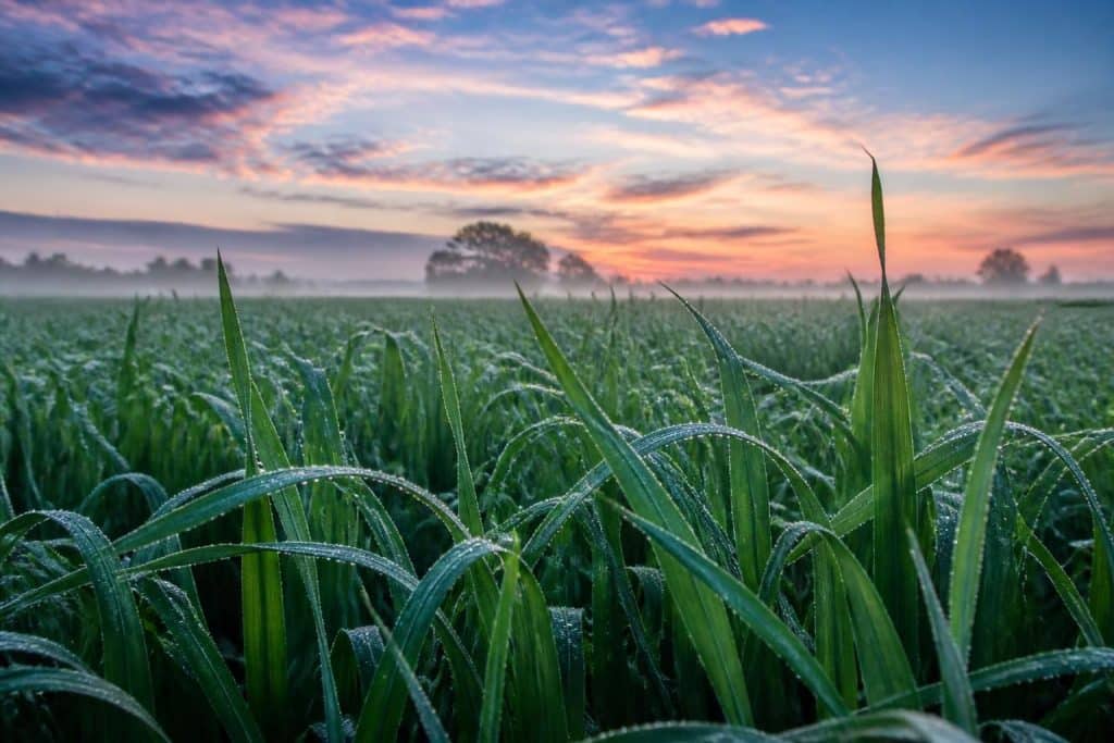 découvrez comment le point de rosée influence l'apparition de l'humidité foliaire, un facteur crucial en météo agricole pour la gestion des cultures et la prévention des maladies.