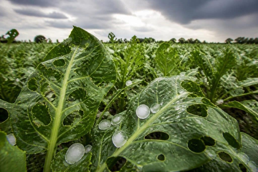 découvrez comment la grêle influence les déchirures du feuillage et son impact sur la météorologie agricole pour mieux anticiper les risques.
